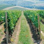 28653_570366_Aberle1.jpg