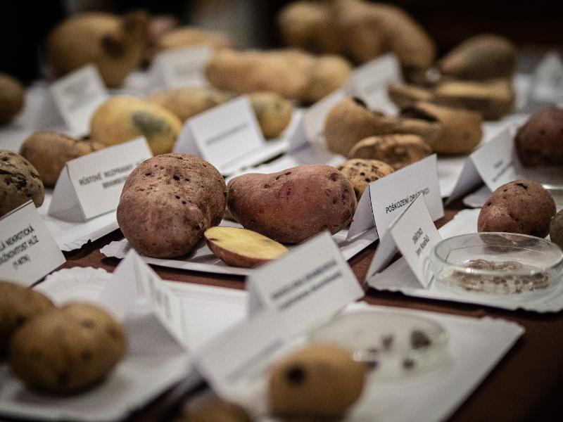 Bramborářské dny Havlíčkův Brod 20. 10. 2023 (11).jpg