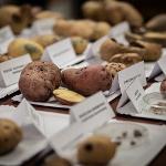 Bramborářské dny Havlíčkův Brod 20. 10. 2023 (11).jpg