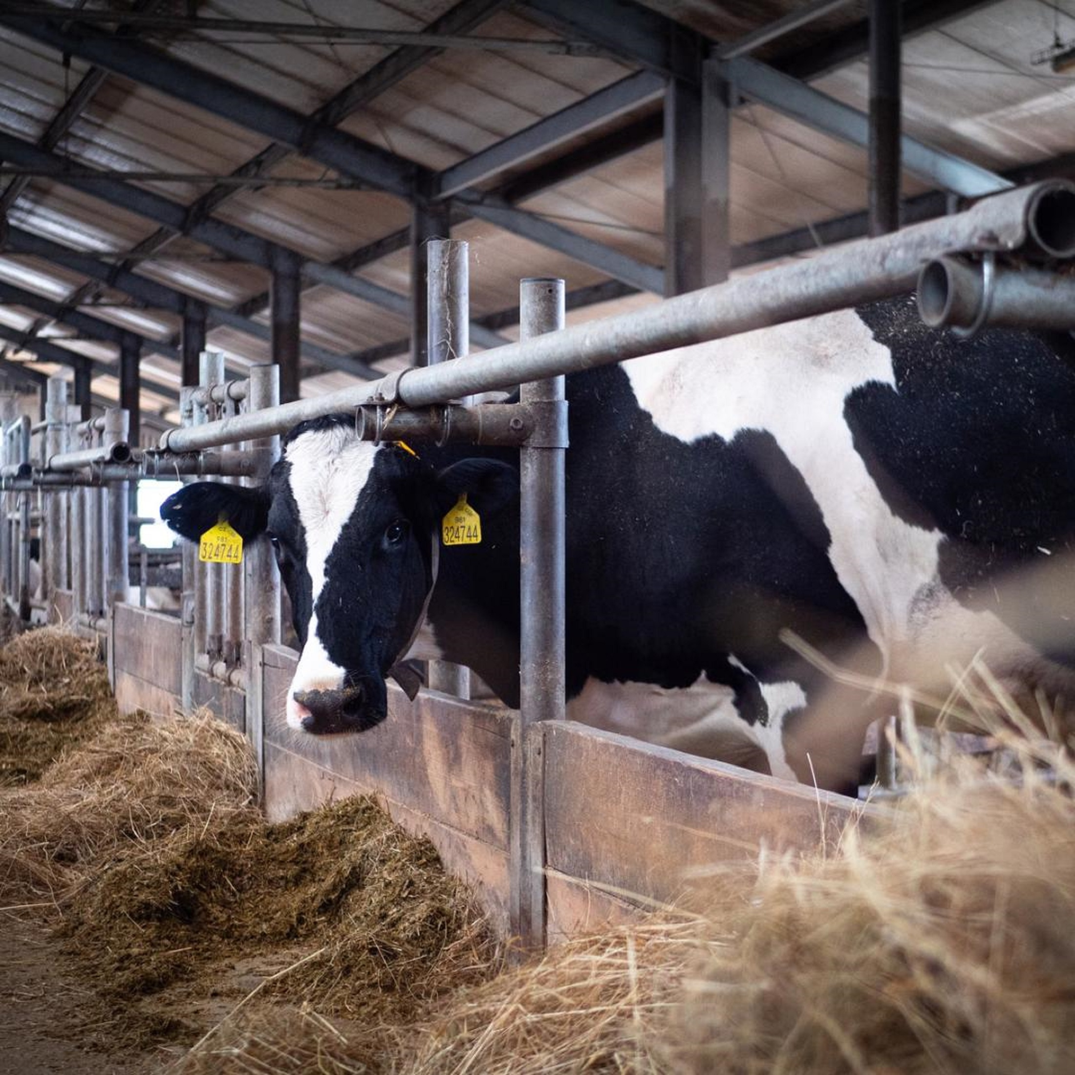 SVS vydává celostátní veterinární opatření kvůli výskytu slintavky a kulhavky v Maďarsku