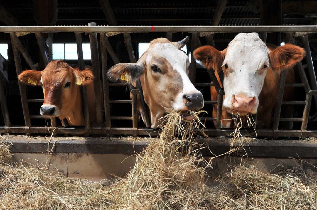 Ministerstva zemědělství a školství a Státní veterinární správa doporučují školám přísnější opatření při žákovských praxích v chovech